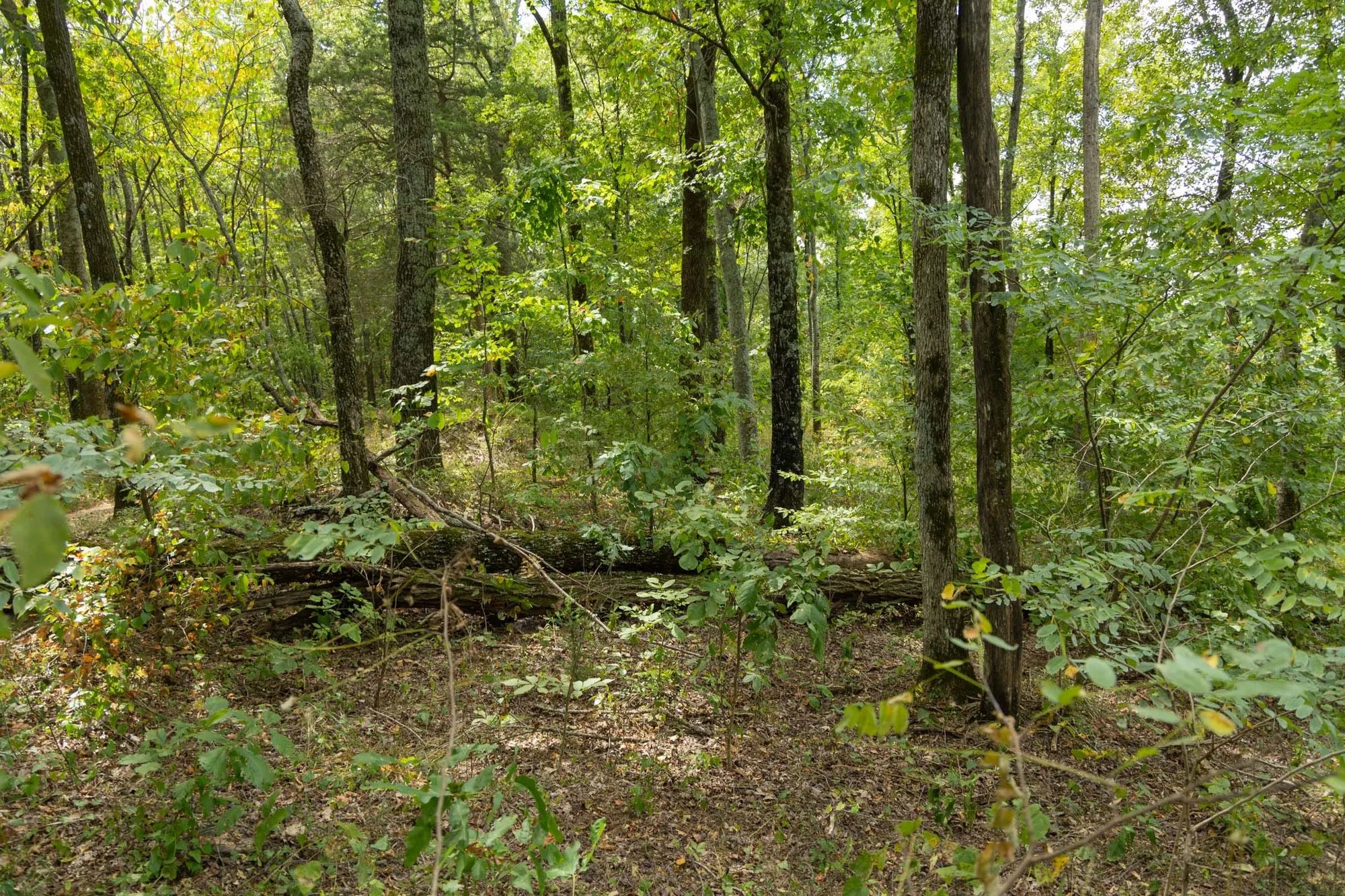 Big White Oak Tract 119 in Perry County, TN
