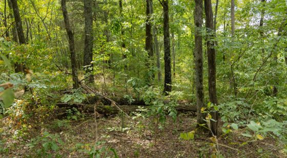 Big White Oak Tract 119 in Perry County, TN