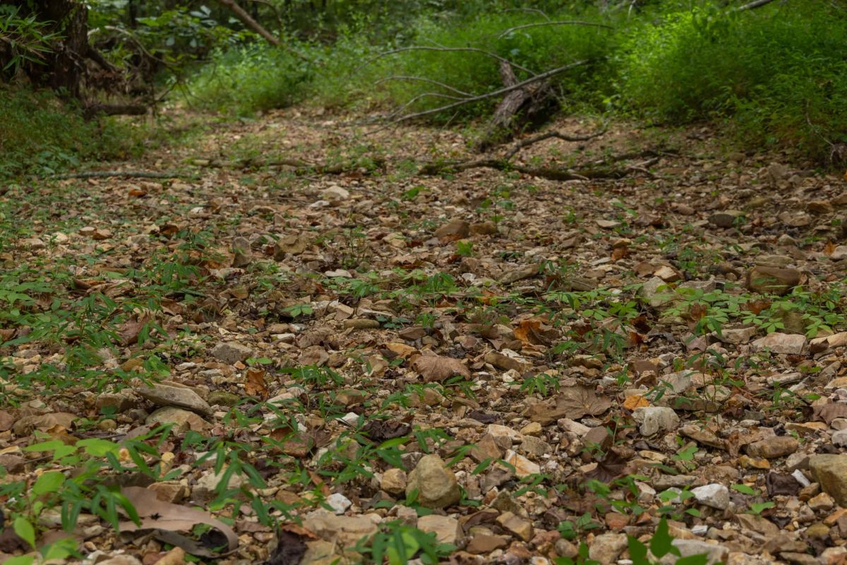 Big White Oak Tract 119 - Image 3