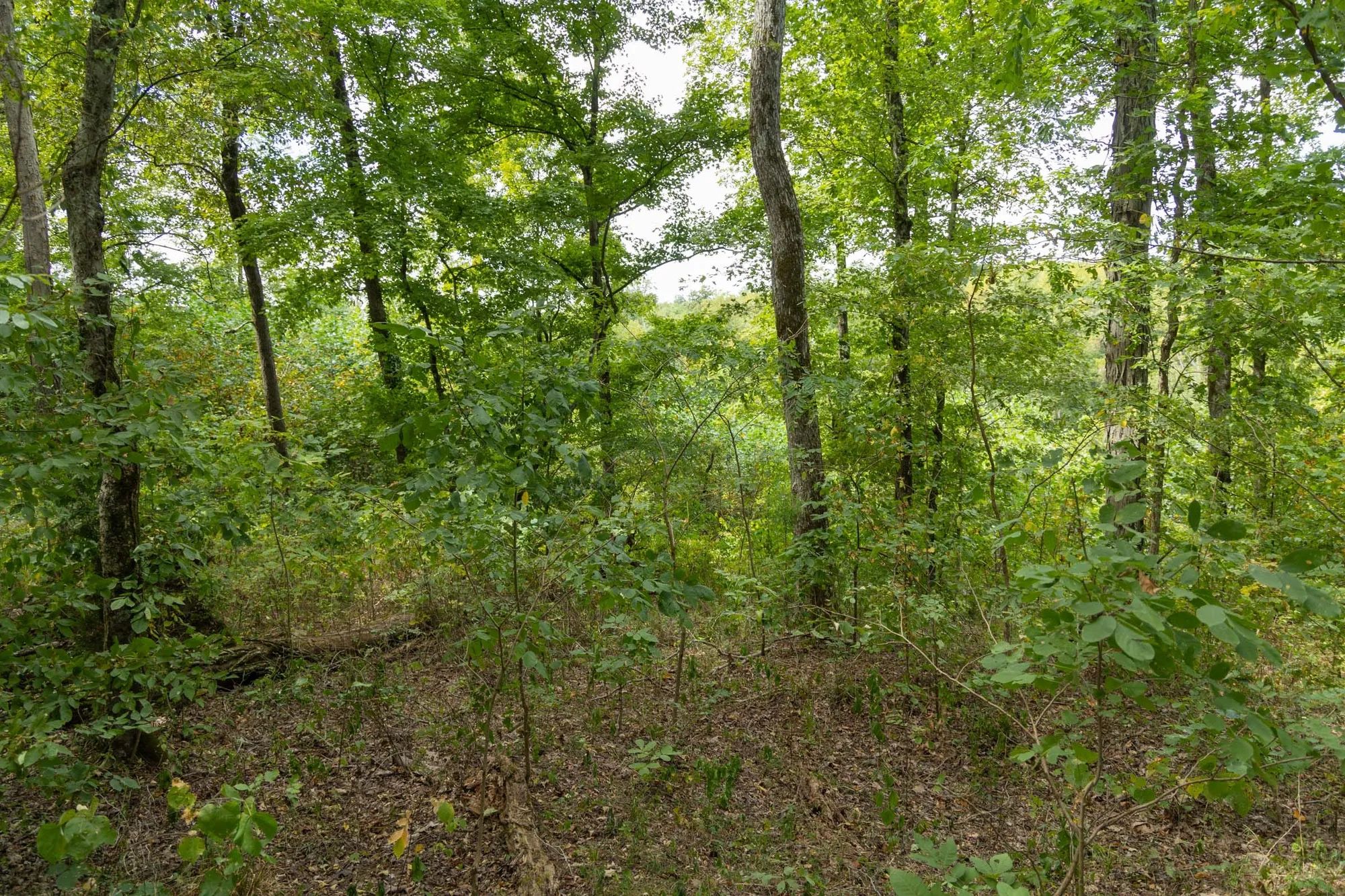 Big White Oak Tract 119 in Perry County, TN