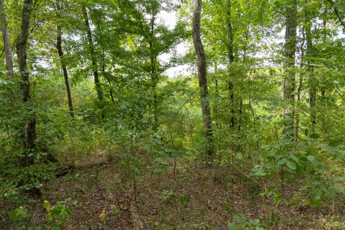 Big White Oak Tract 119 - Image 4