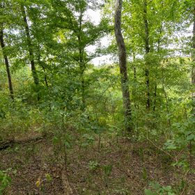 Big White Oak Tract 119 in Perry County, TN