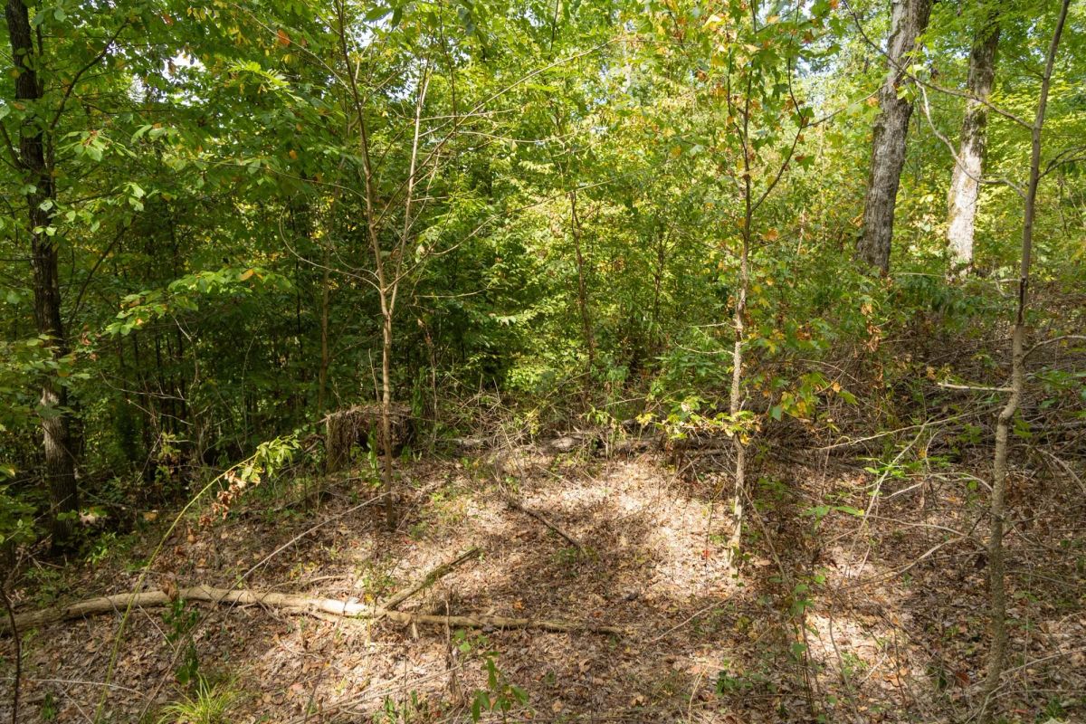 Decorative background for Big White Oak Tract 119 image 5