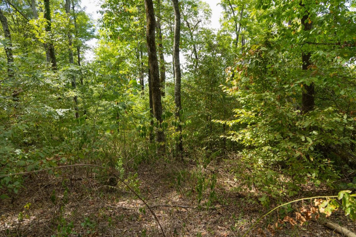 Decorative background for Big White Oak Tract 119 image 6