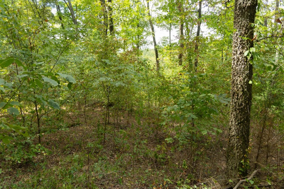 Decorative background for Big White Oak Tract 119 image 7