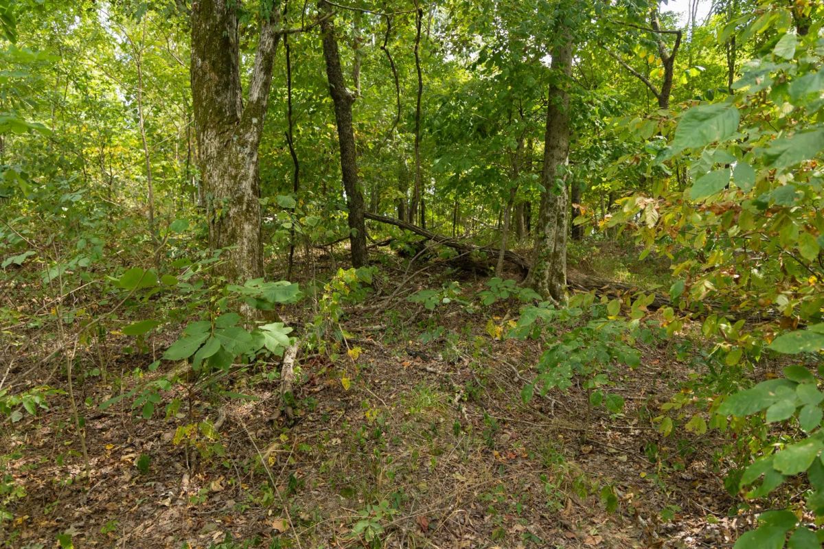 Decorative background for Big White Oak Tract 119 image 9