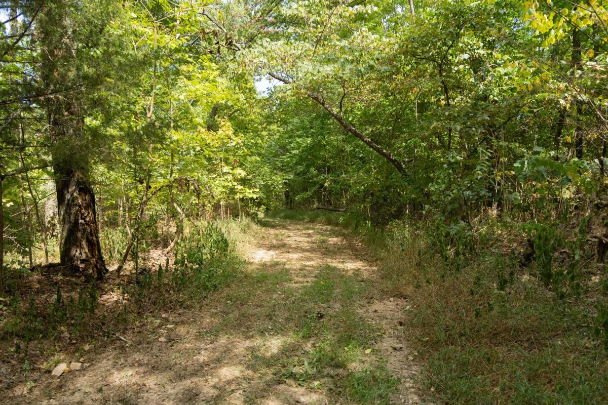 Decorative background for Big White Oak Tract 119 image 10
