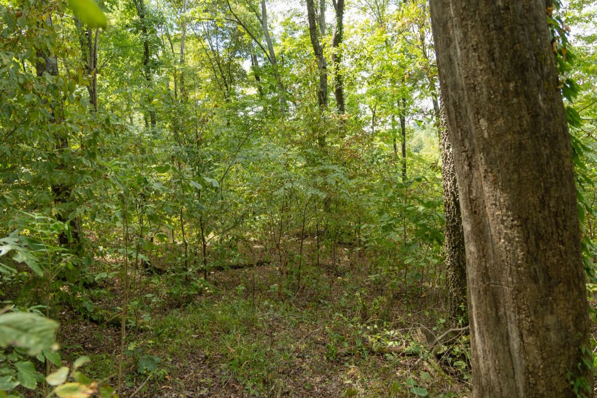 Decorative background for Big White Oak Tract 119 image 11