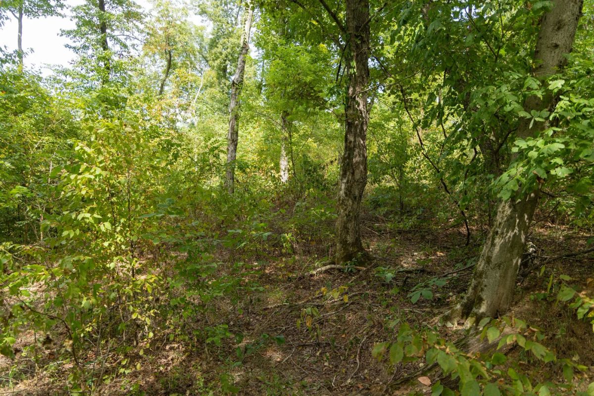 Decorative background for Big White Oak Tract 119 image 12