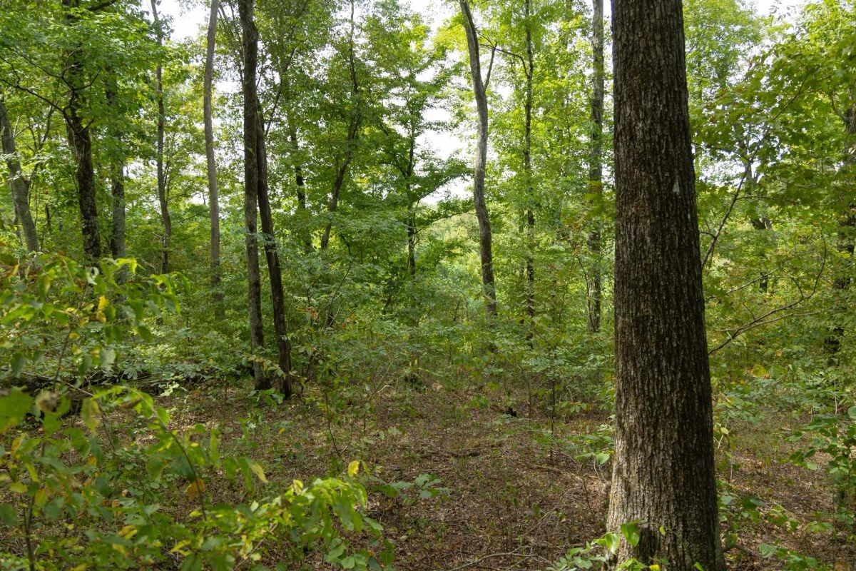Decorative background for Big White Oak Tract 119 image 13