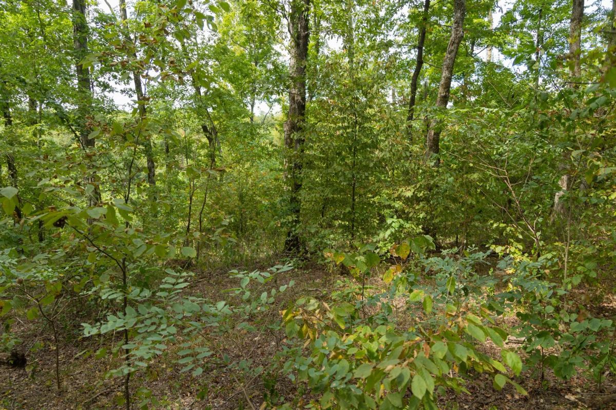 Decorative background for Big White Oak Tract 119 image 15