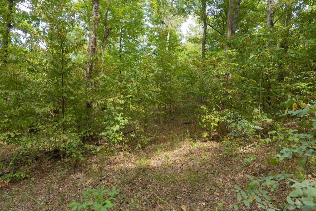 Decorative background for Big White Oak Tract 119 image 16