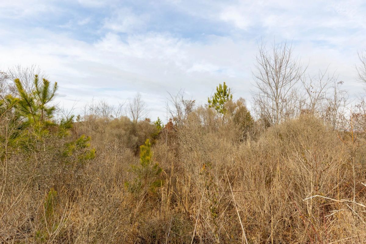 Decorative background for Baker Creek Tract 4 image 6