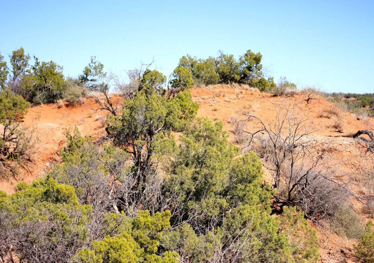 Decorative background for Red Rock Ranch Tract 5 image 9