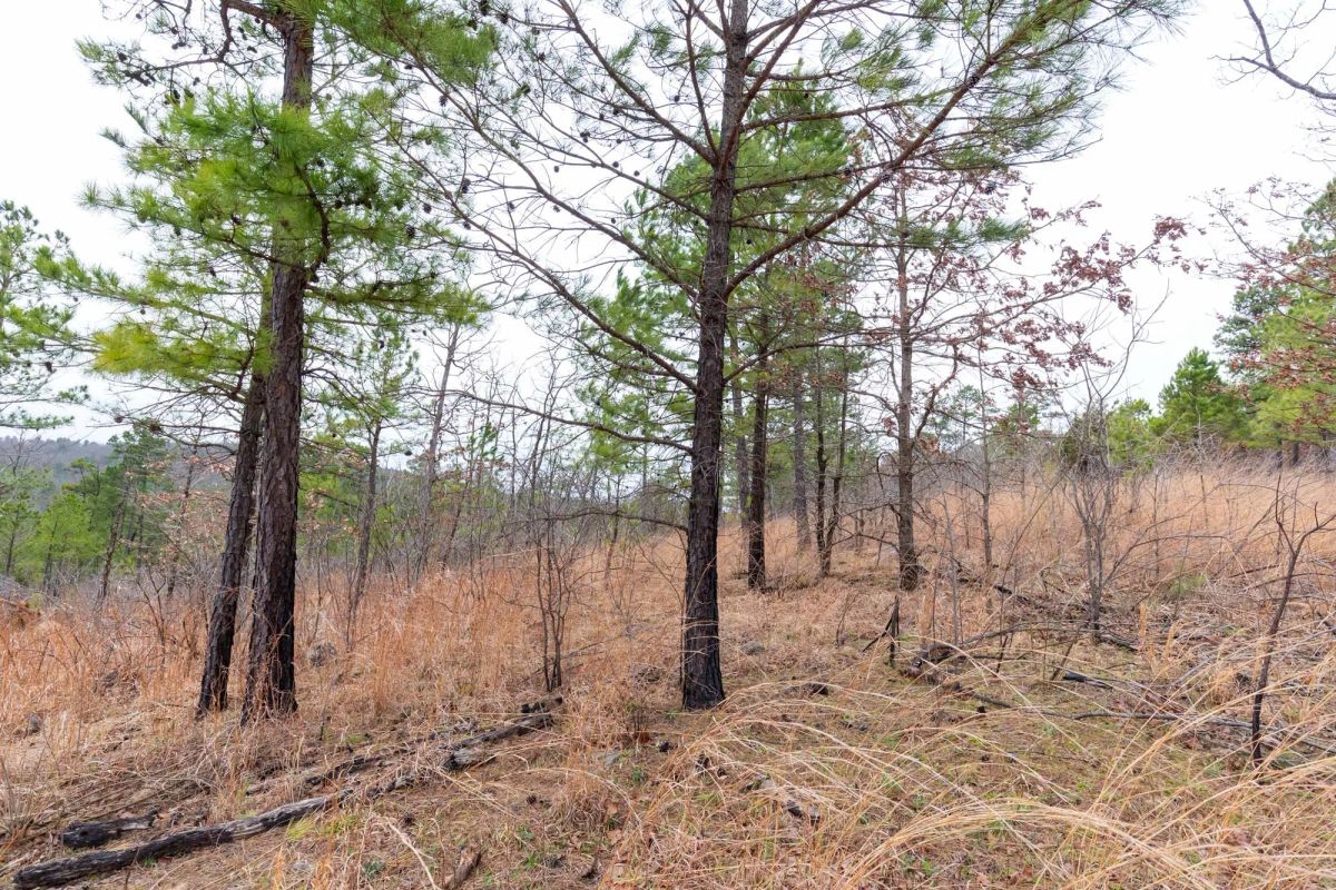 Decorative background for Stone Bridge Phase III Tract 138 image 10