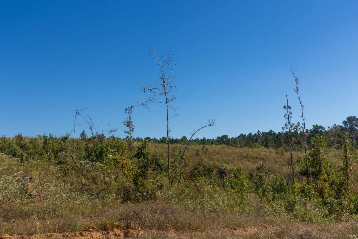 Decorative background for Meyer’s Ridge Tract 4 image 5
