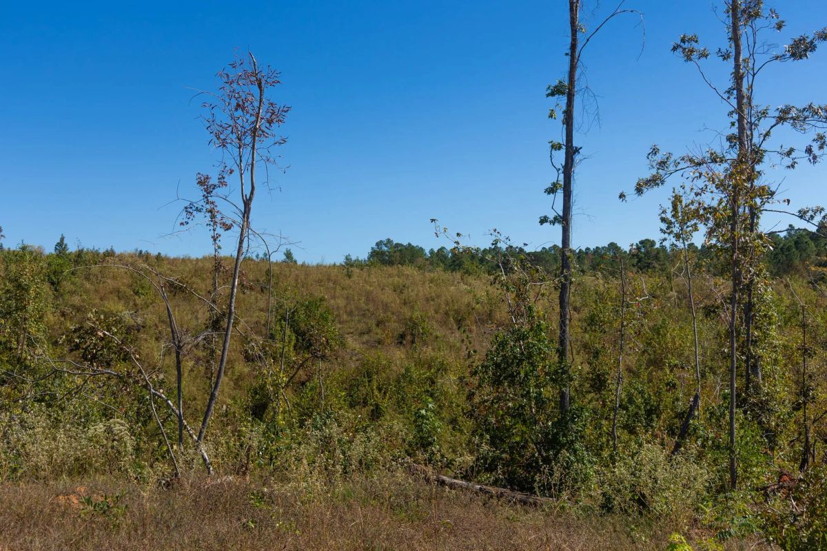 Decorative background for Meyer’s Ridge Tract 4 image 8