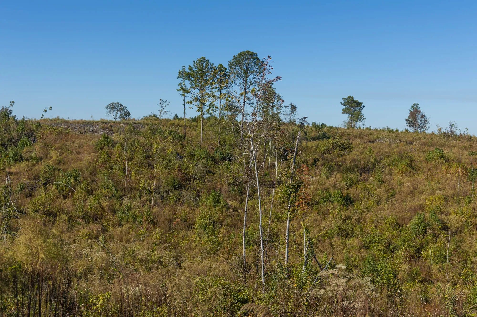 Meyer’s Ridge Tract 33 in Attala County, MS