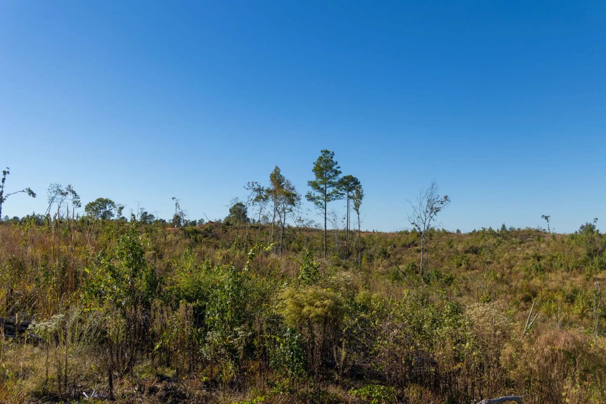 Meyer’s Ridge Tract 33 - Image 4