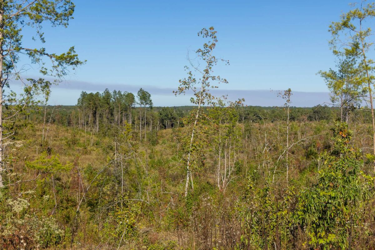 Decorative background for Meyer’s Ridge Tract 33 image 8