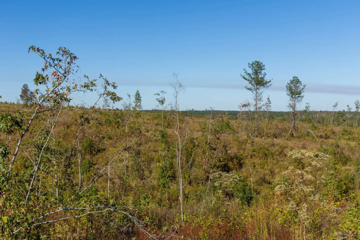 Decorative background for Meyer’s Ridge Tract 33 image 9