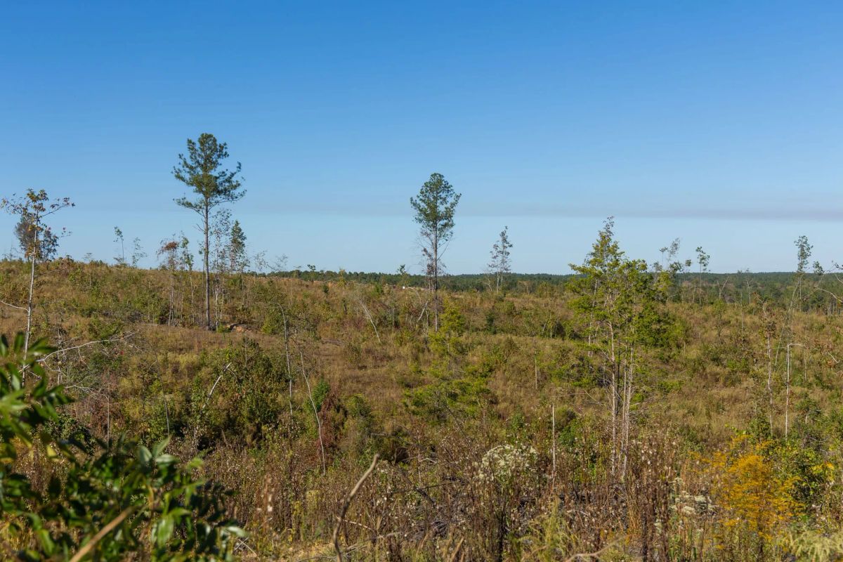 Decorative background for Meyer’s Ridge Tract 33 image 11