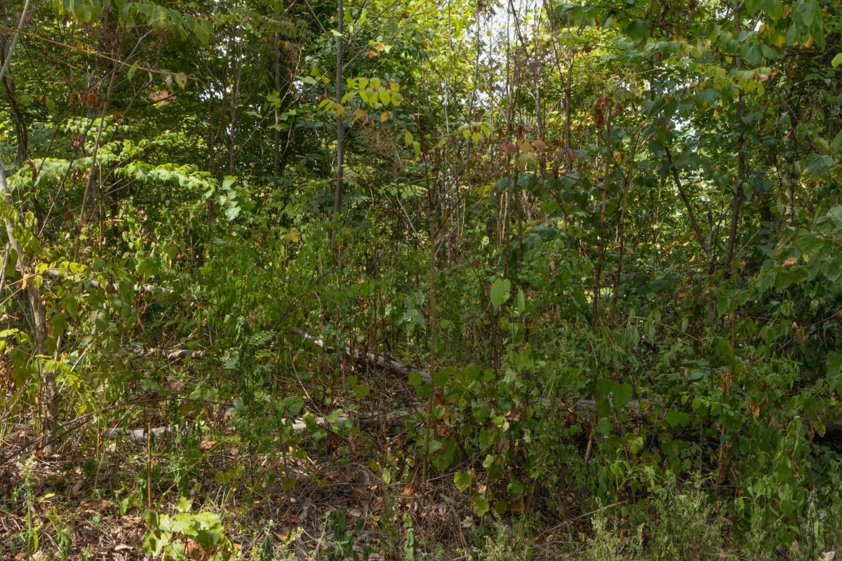 Big White Oak Tract 78 - Image 2