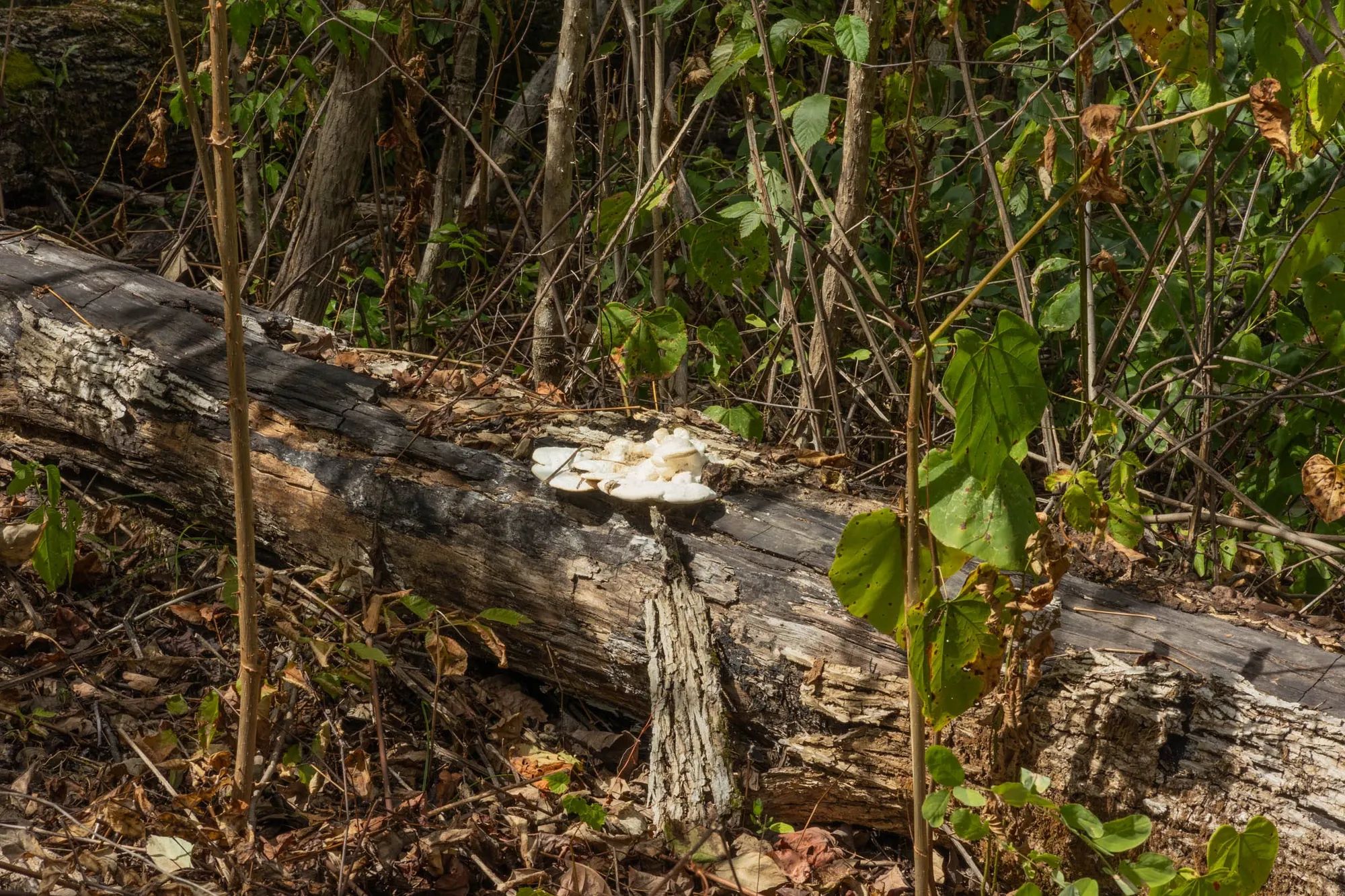 Big White Oak Tract 78 in Perry County, TN