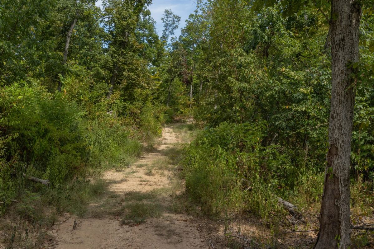 Decorative background for Big White Oak Tract 78 image 5