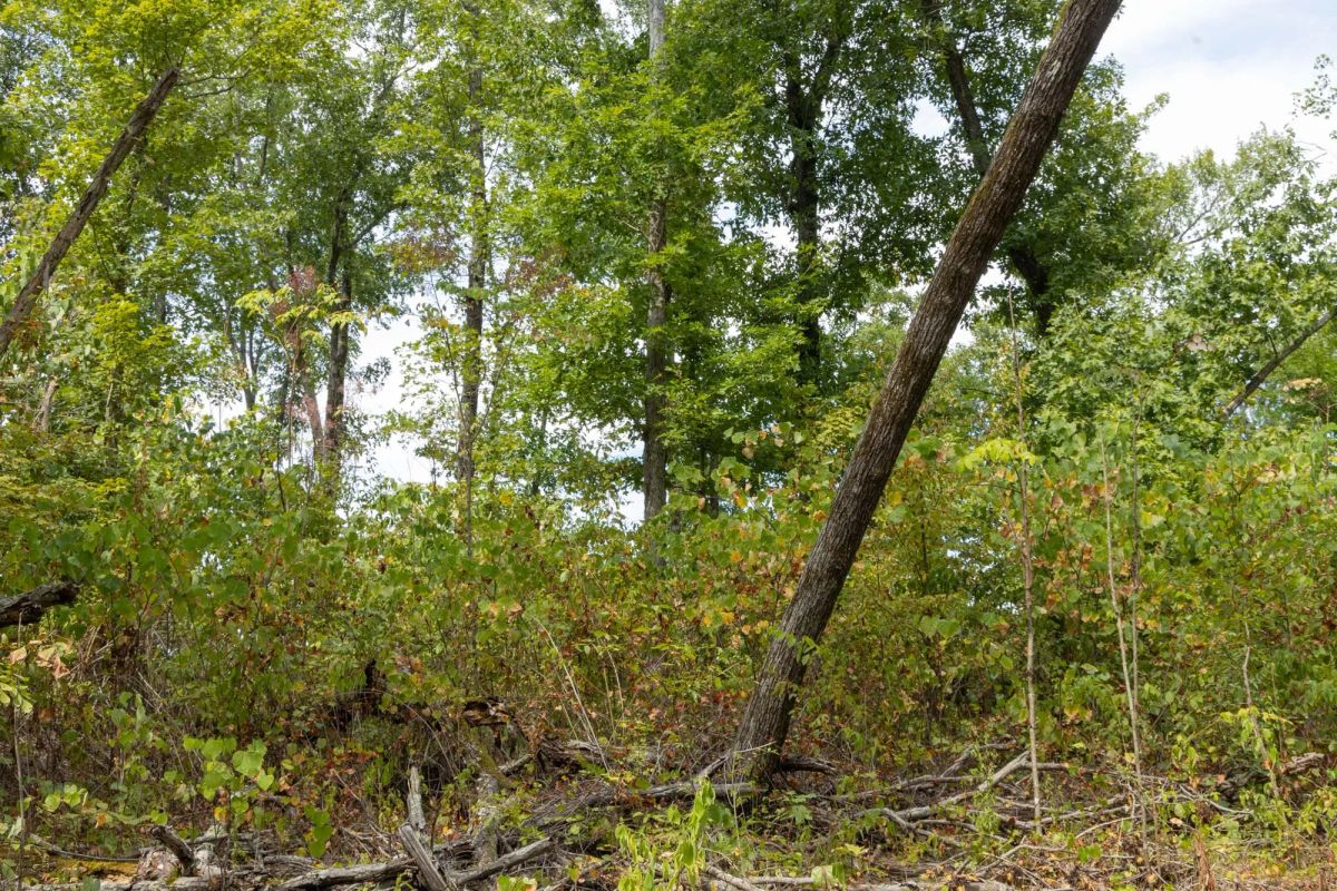 Decorative background for Big White Oak Tract 78 image 6