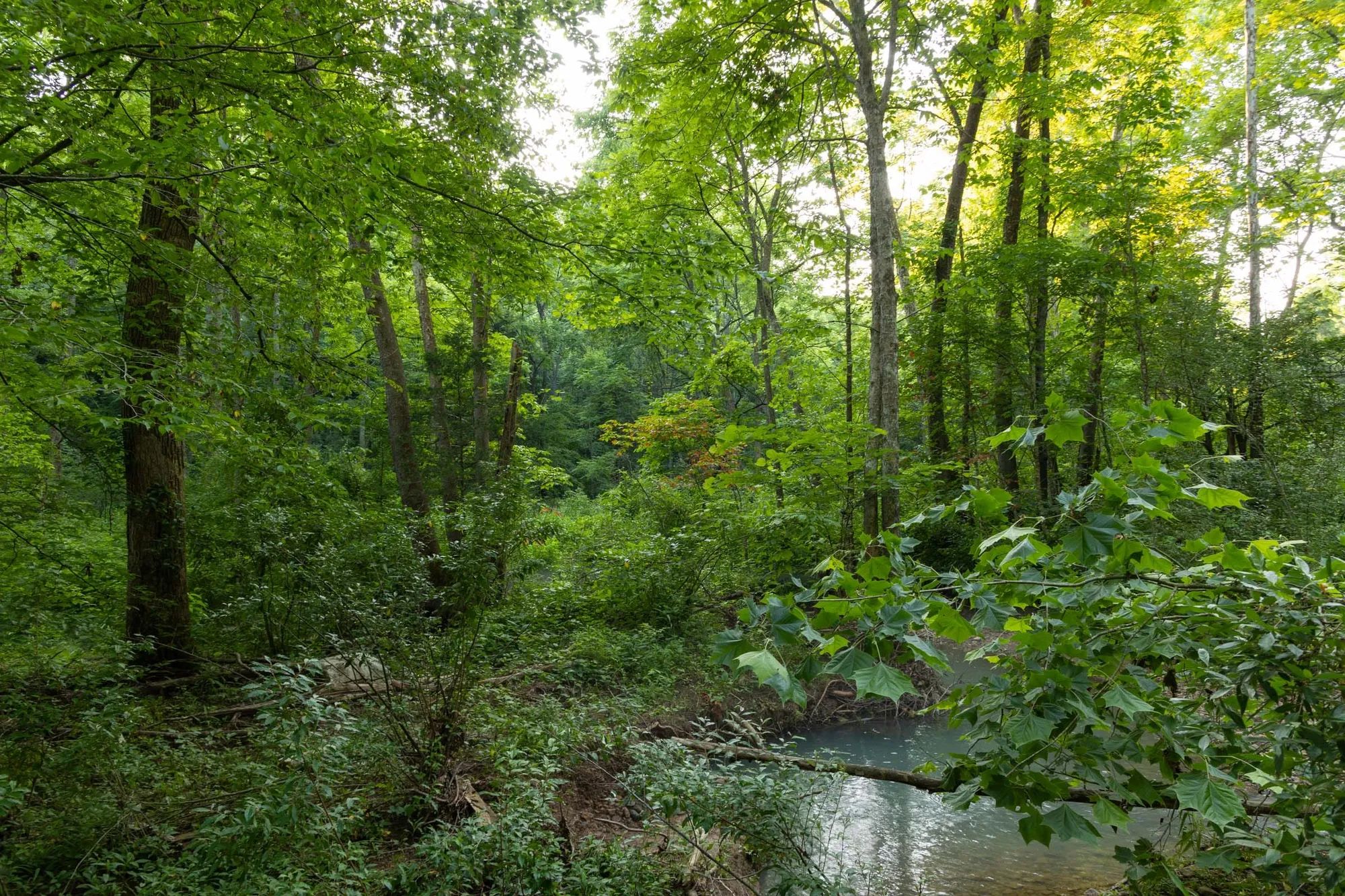 Creek Hollow Phase II Tract 85 in Rockcastle County, KY