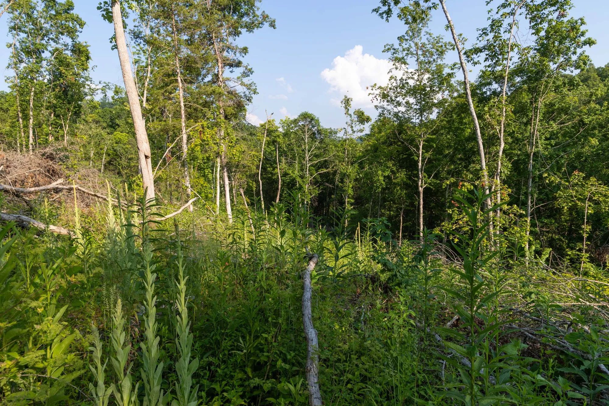 Creek Hollow Phase II Tract 85 in Rockcastle County, KY