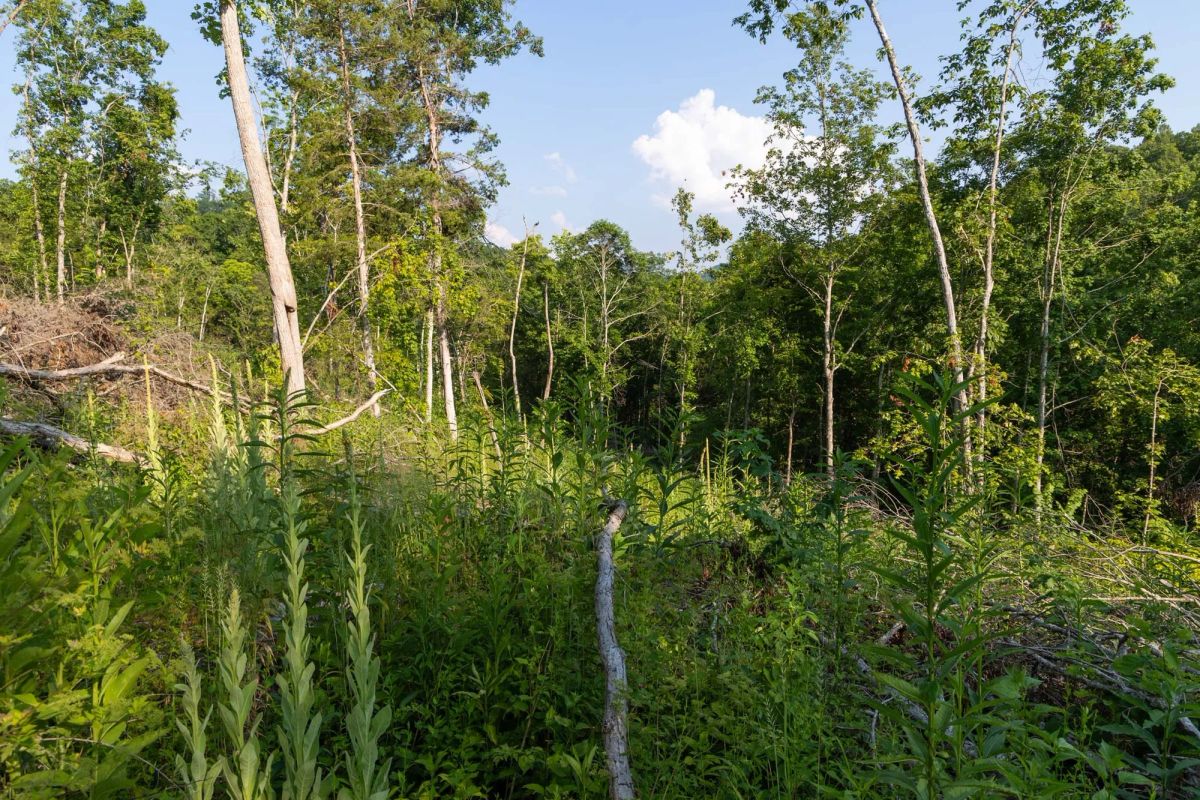 Creek Hollow Phase II Tract 85 - Image 4