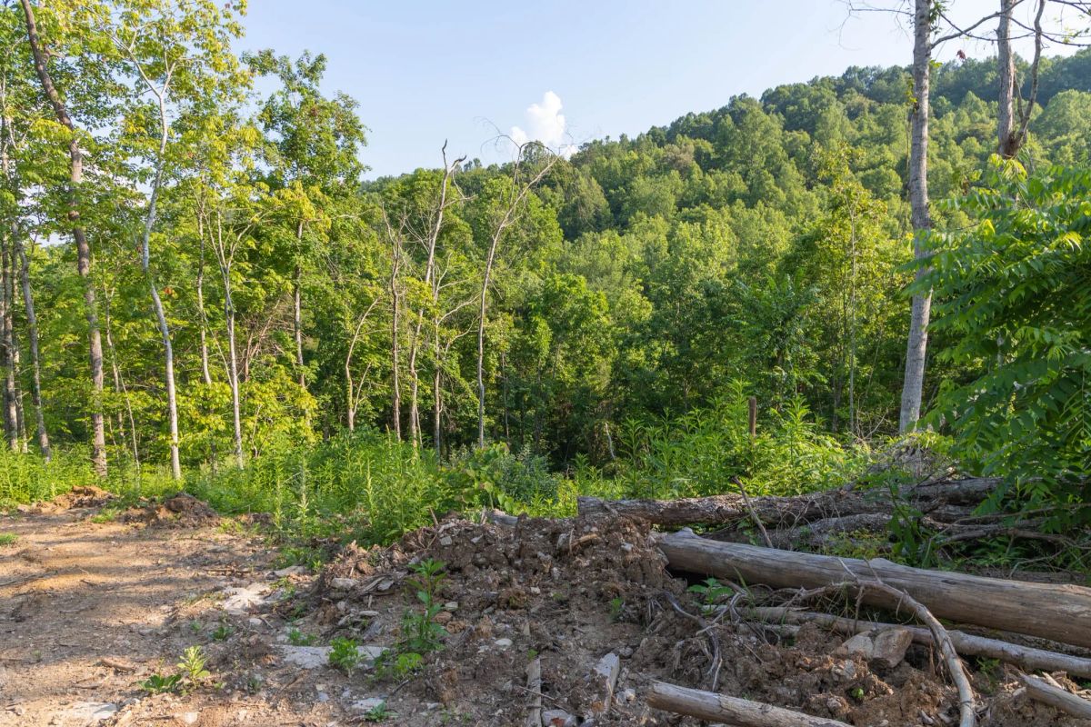 Decorative background for Creek Hollow Phase II Tract 85 image 5