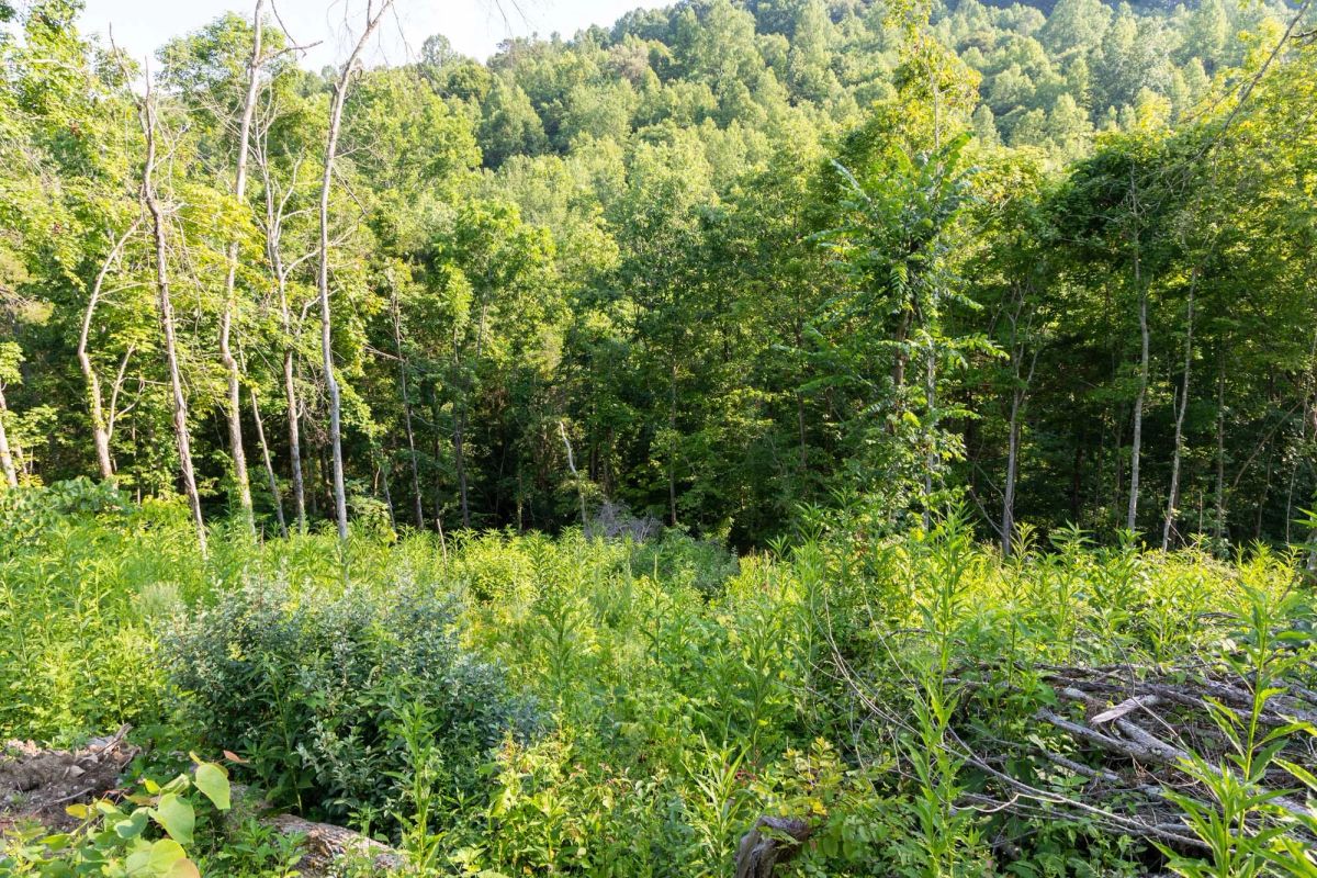 Decorative background for Creek Hollow Phase II Tract 85 image 6