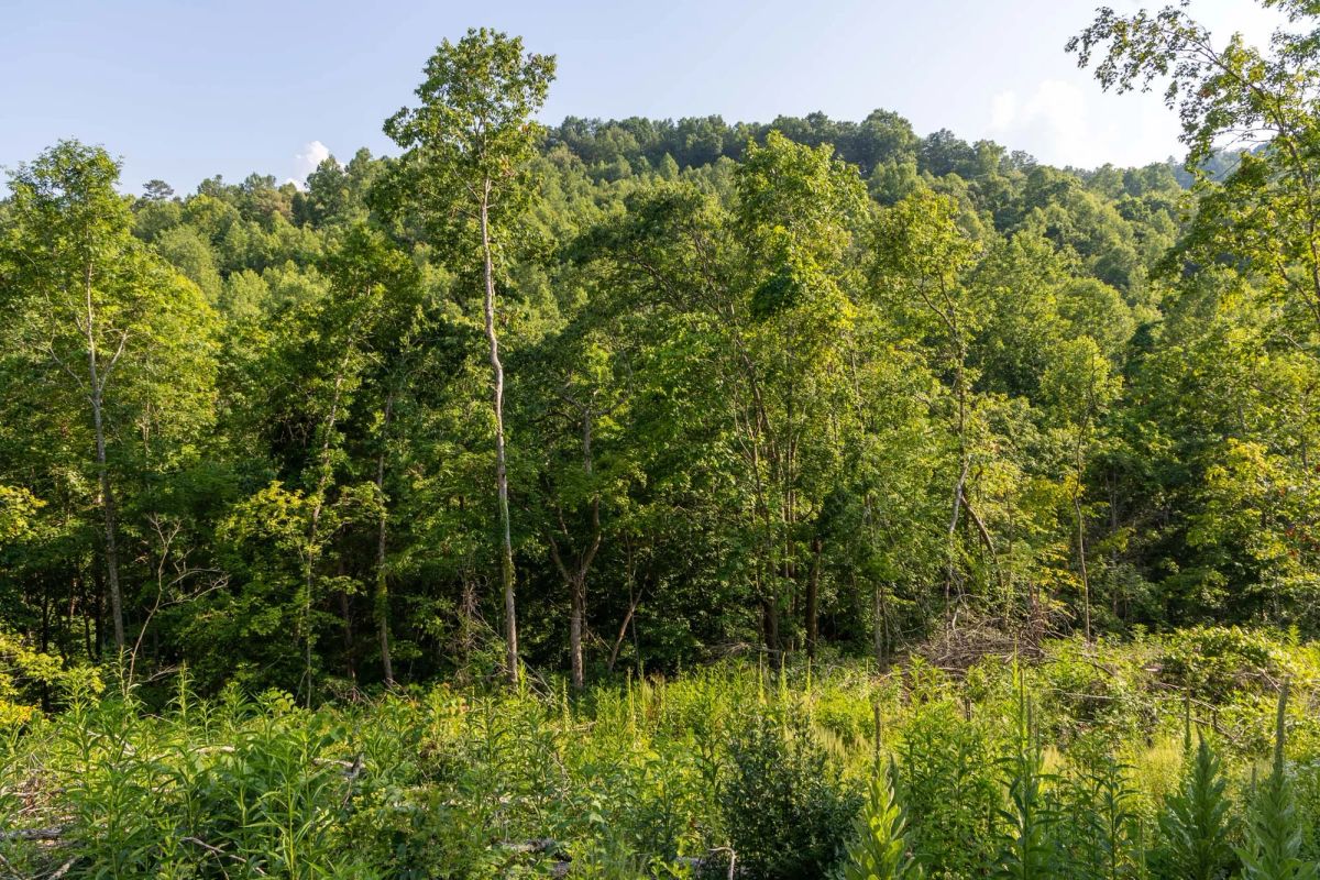 Decorative background for Creek Hollow Phase II Tract 85 image 7