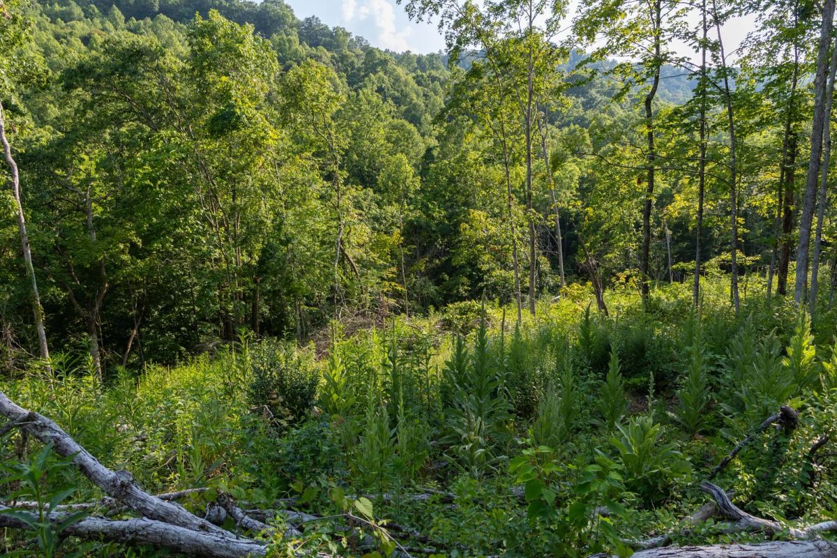 Decorative background for Creek Hollow Phase II Tract 85 image 8