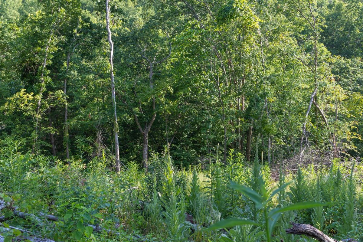 Decorative background for Creek Hollow Phase II Tract 85 image 9