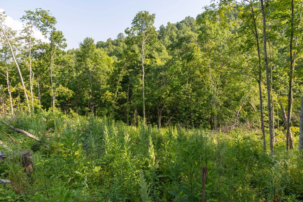 Decorative background for Creek Hollow Phase II Tract 85 image 12