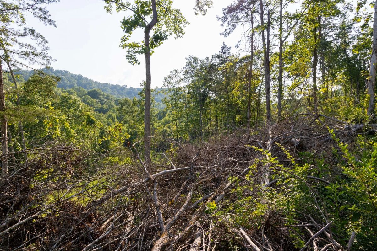 Decorative background for Creek Hollow Phase II Tract 85 image 13