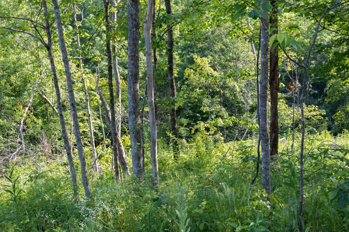Decorative background for Creek Hollow Phase II Tract 85 image 14