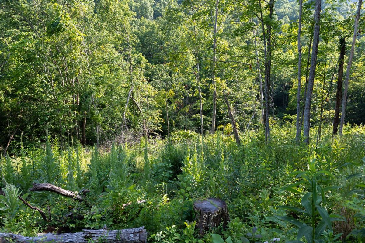 Decorative background for Creek Hollow Phase II Tract 85 image 15