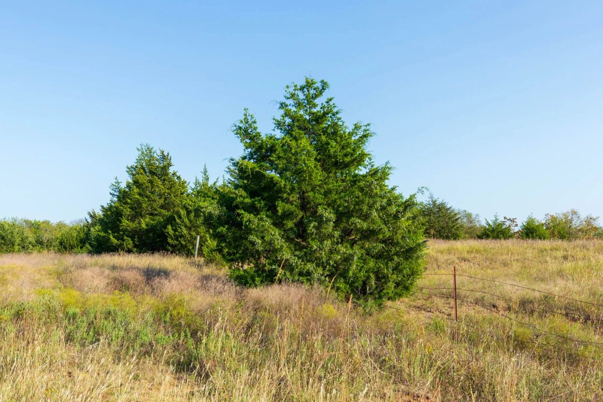 Decorative background for Canyon Creek Tract 7 image 5