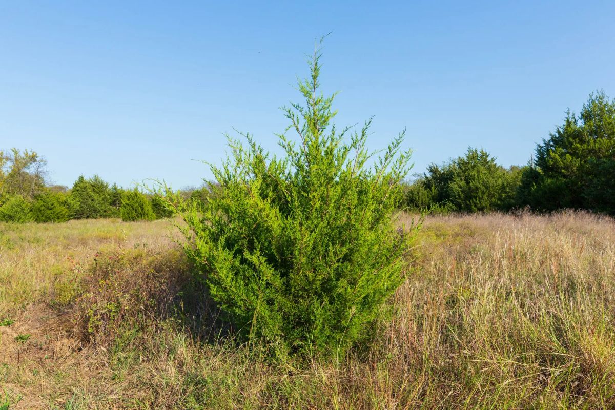 Decorative background for Canyon Creek Tract 7 image 7