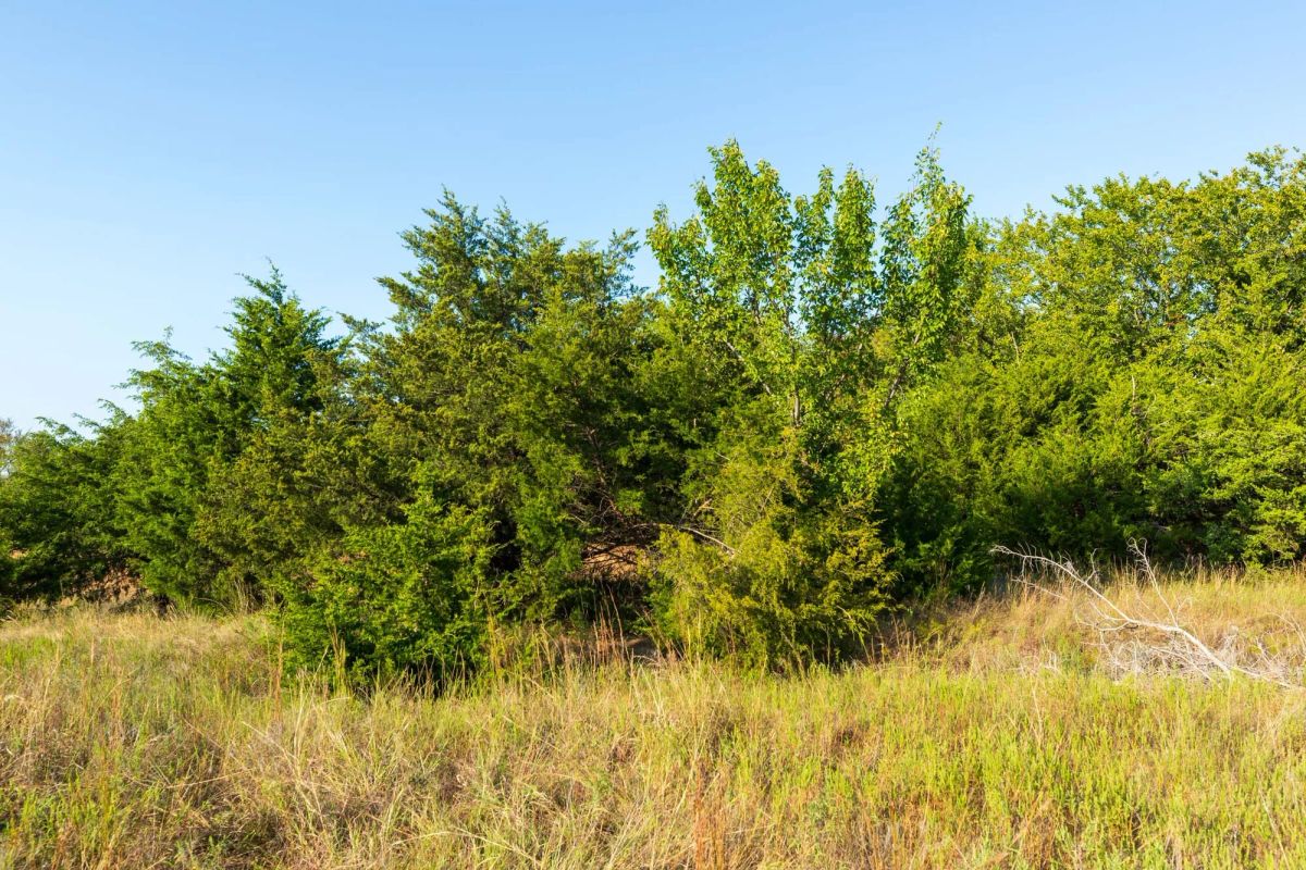 Decorative background for Canyon Creek Tract 7 image 13