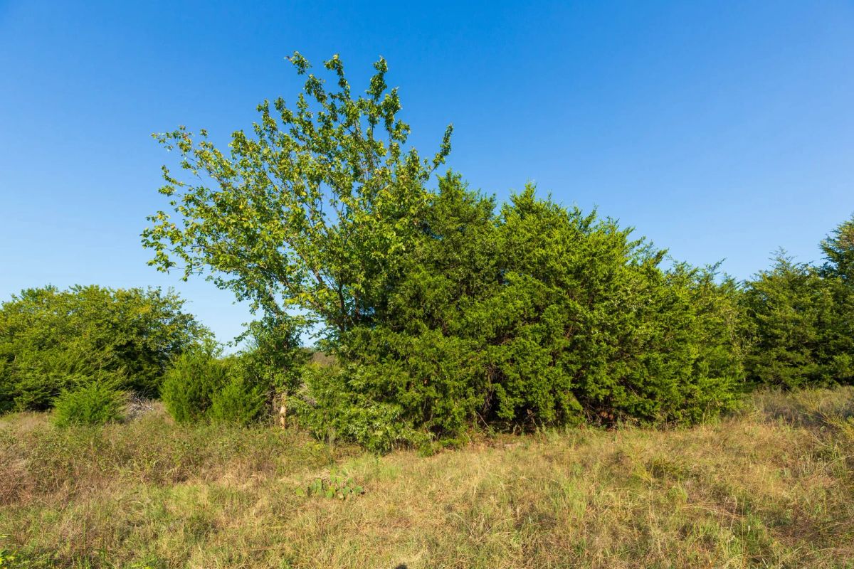 Decorative background for Canyon Creek Tract 7 image 14