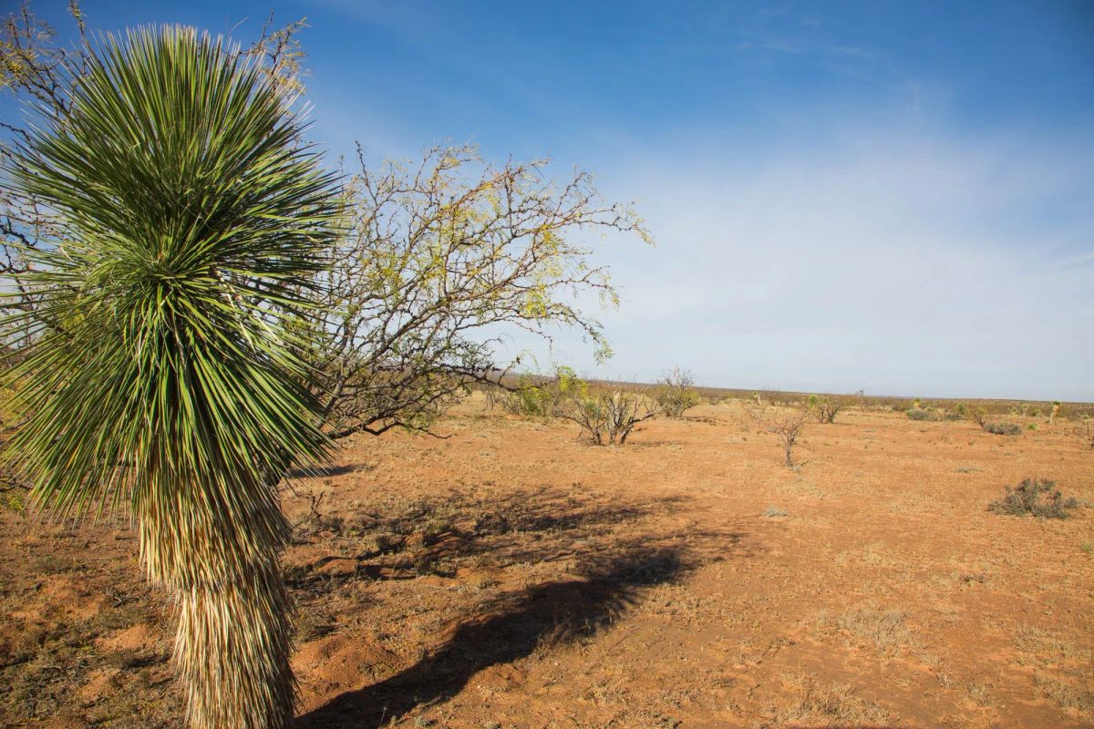 Decorative background for Sunset Ranches Tract 2 image 6