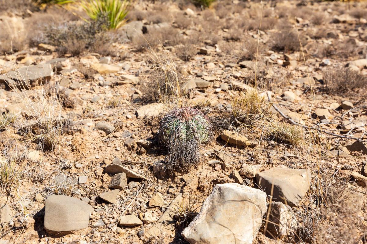 Decorative background for Sunrise Ranches Phase III Tract 129 image 11
