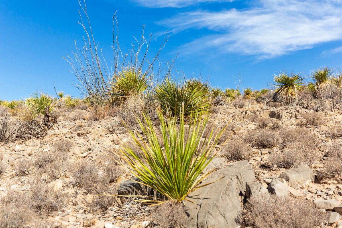 Decorative background for Sunrise Ranches Phase III Tract 129 image 12