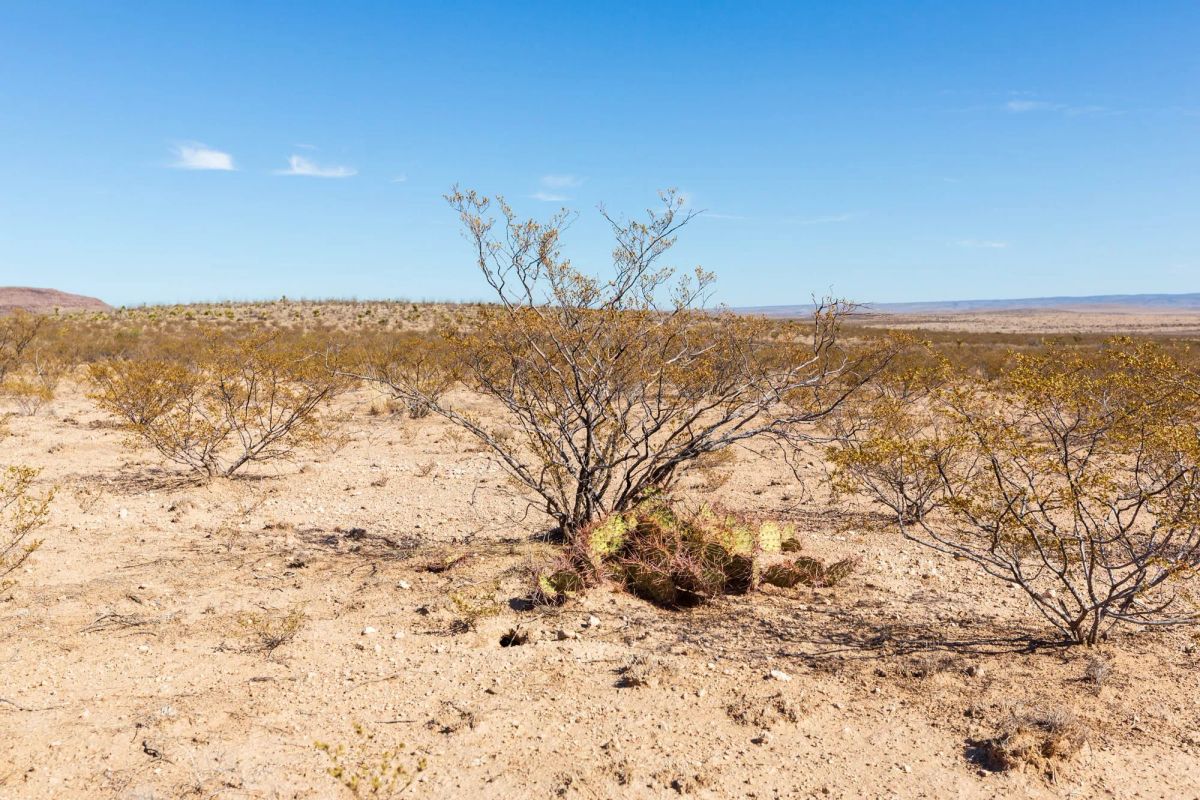 Decorative background for Sunrise Ranches Phase III Tract 129 image 14